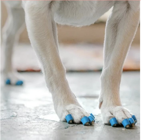 Dr. Buzby's ToeGrips for Dogs /PKGX20 – The Pet Health Centre
